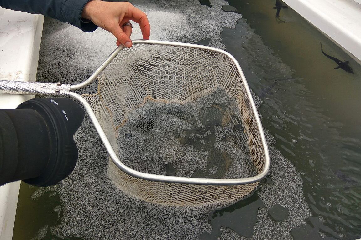 Гидроэнергетики выпустили в Зею 5 тысяч мальков осетра — Амурская ...